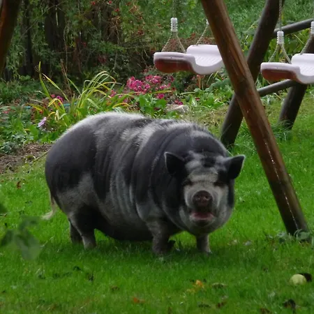 Familienferienhof Stabauer Agroturismo Zell am Moos