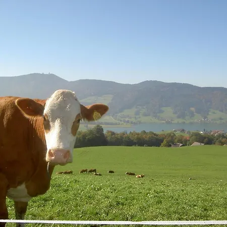 Familienferienhof Stabauer Zell am Moos