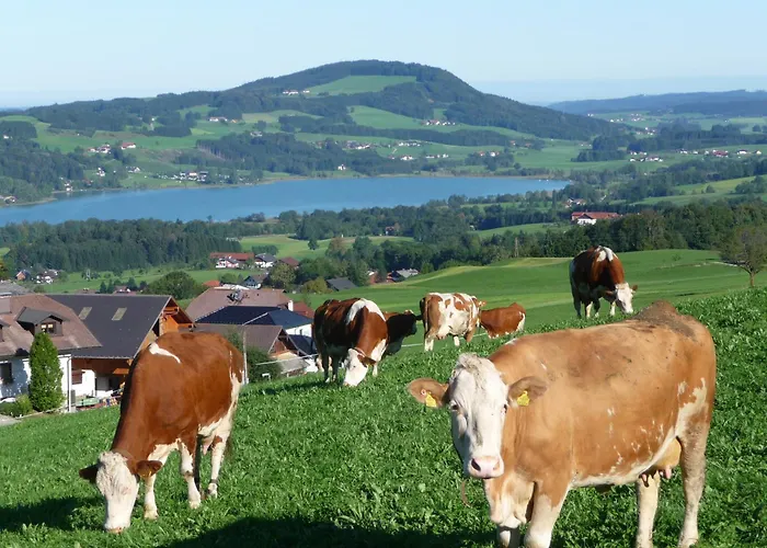 Familienferienhof Stabauer Zell am Moos