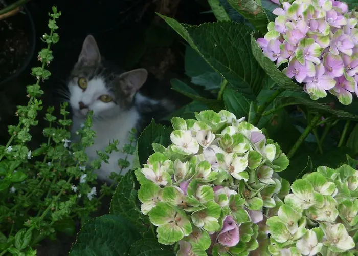 Farma Familienferienhof Stabauer