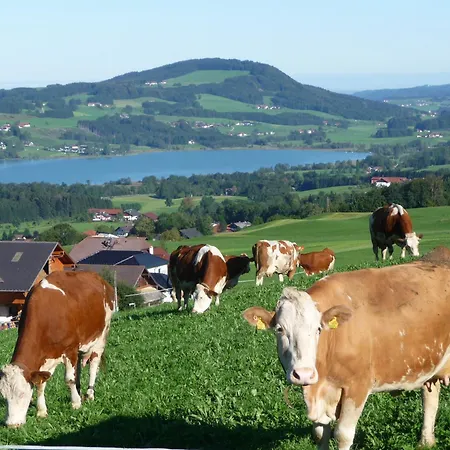 Familienferienhof Stabauer Zell am Moos
